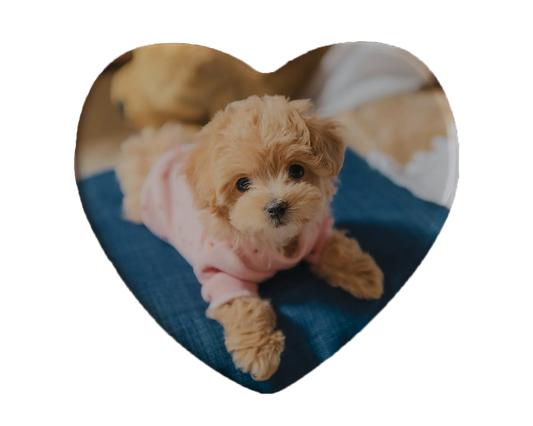 Heart-shaped custom puppy ceramic photo magnet on fridge – handmade personalized gift or Christmas fridge magnet. 
